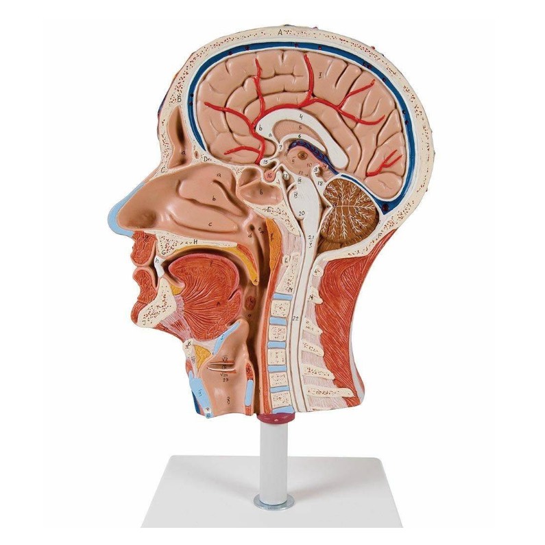 Half Human Head Model with Musculature